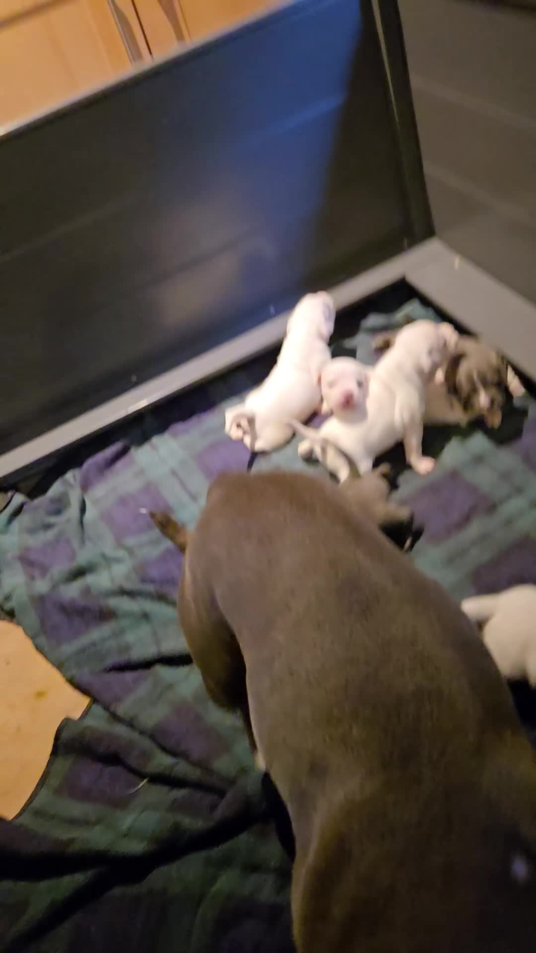 Staffordshire Bull Terrier dogs for sale: VERY RARE WHITE BLUE PIED & BLUE/WHITE SBT'S - Video 3