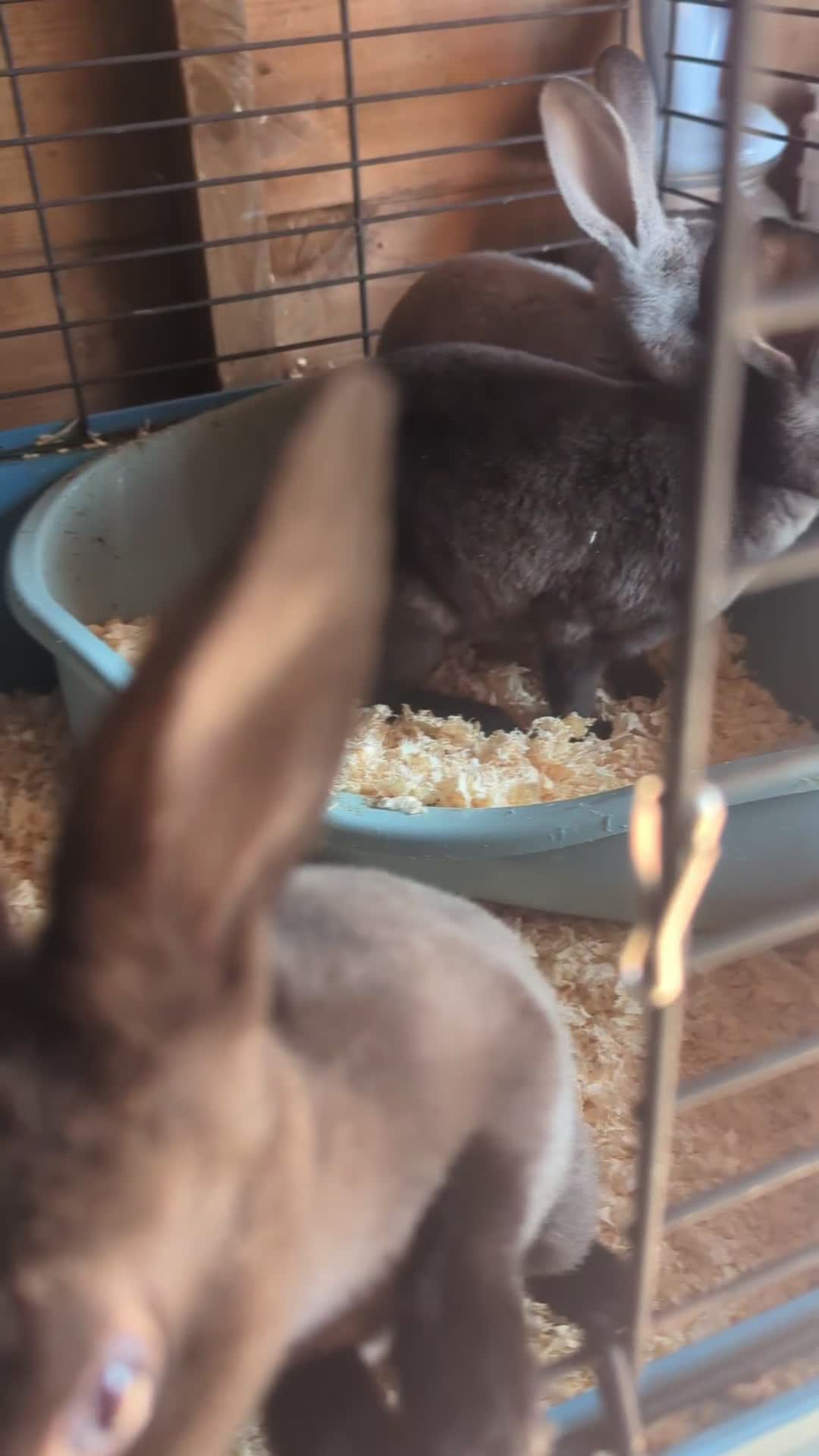 Rex rabbits for sale: Mini rex  - Video 1