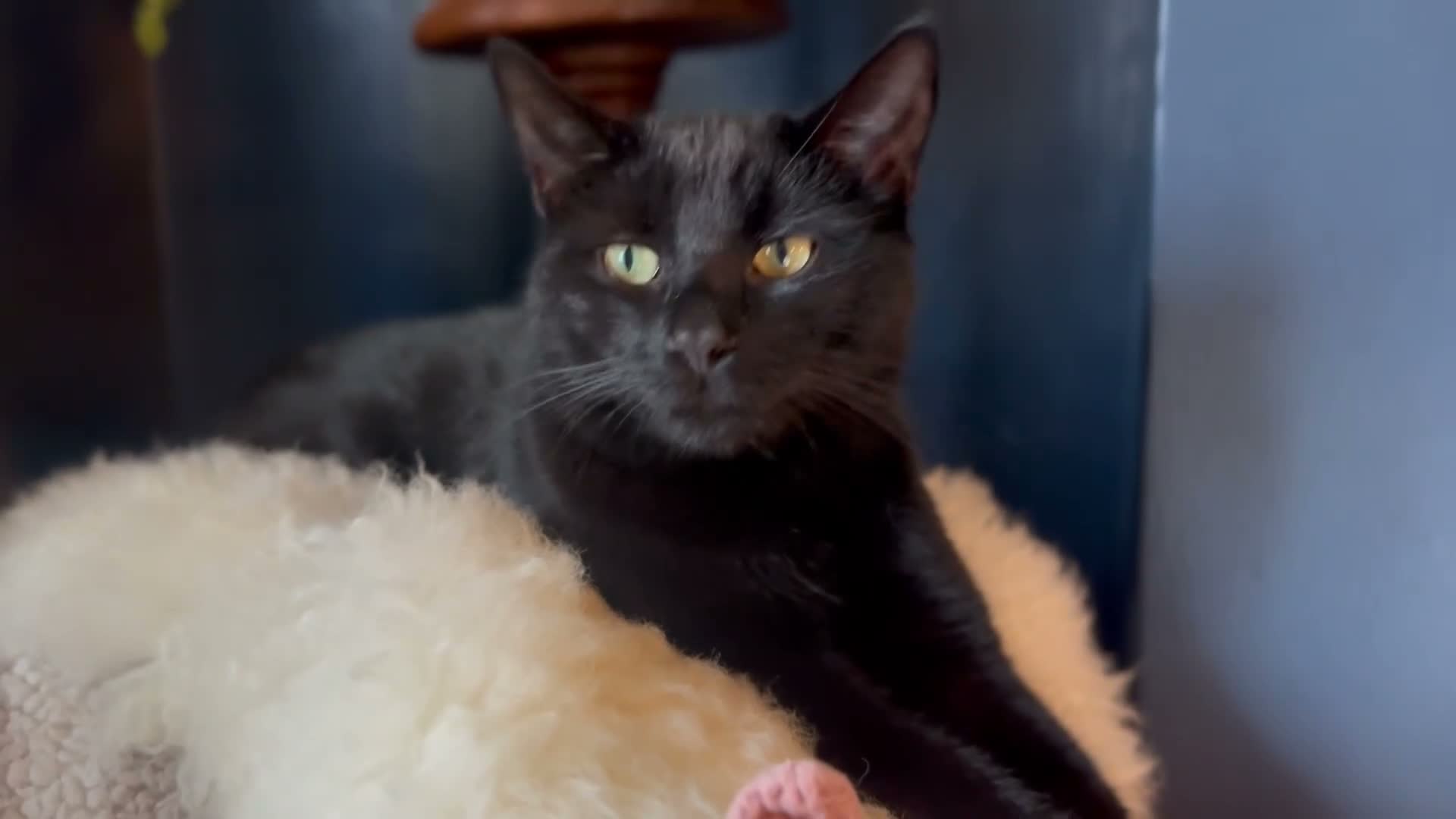 Mixed Breed cats for sale: Beautiful litter domestic short haired kittens - Video 3