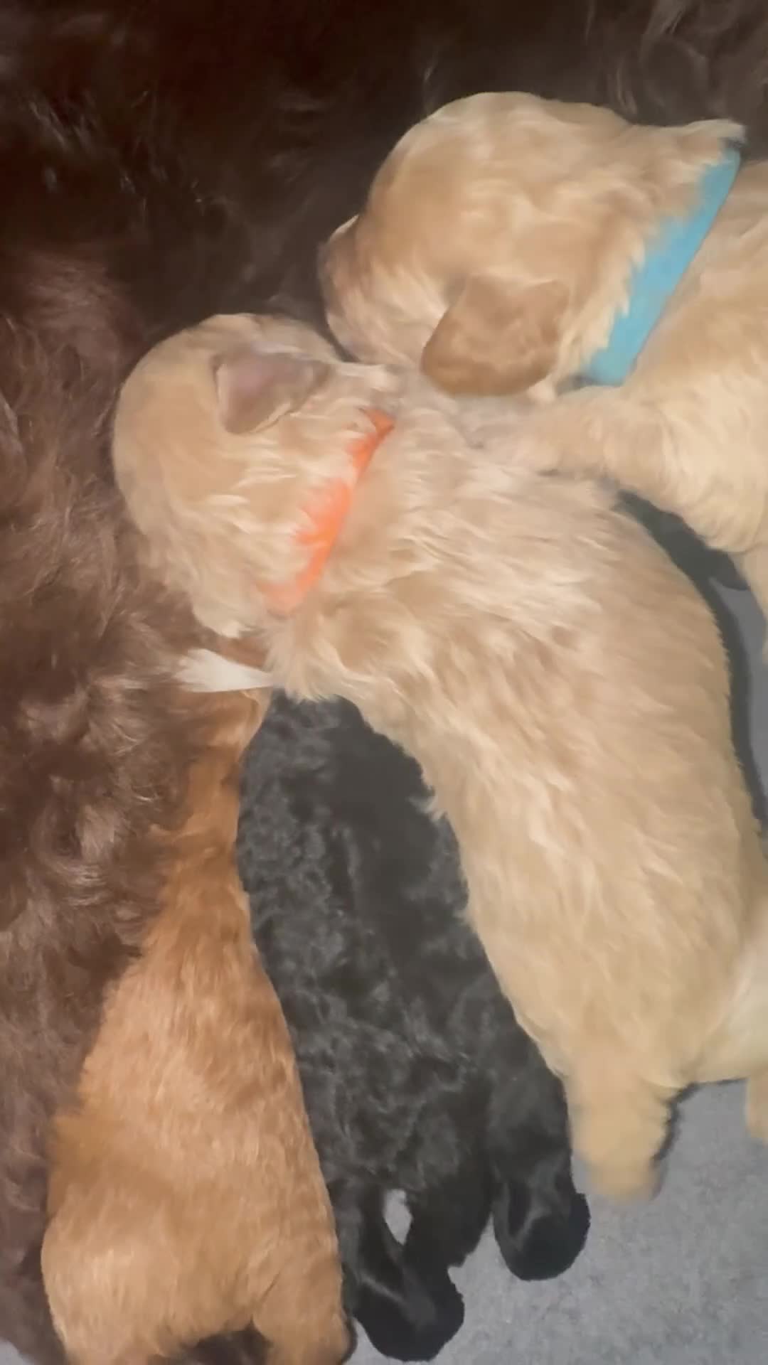 Cockapoo dogs for sale: Outstanding F1b Cockapoo Fully Health Tested  - Video 1