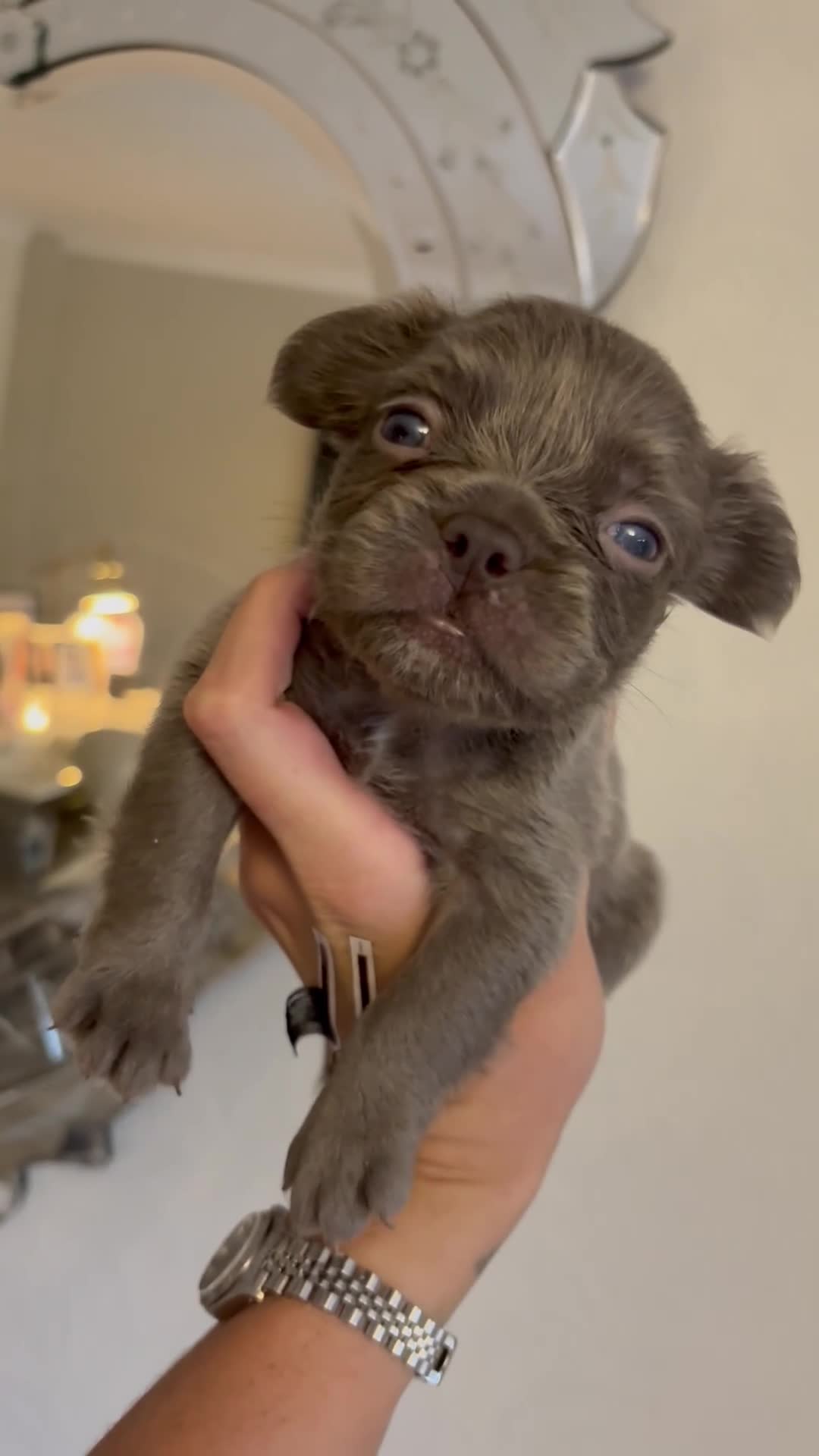 French Bulldog dogs for sale: Visual fluffy French bulldogs - Video 2