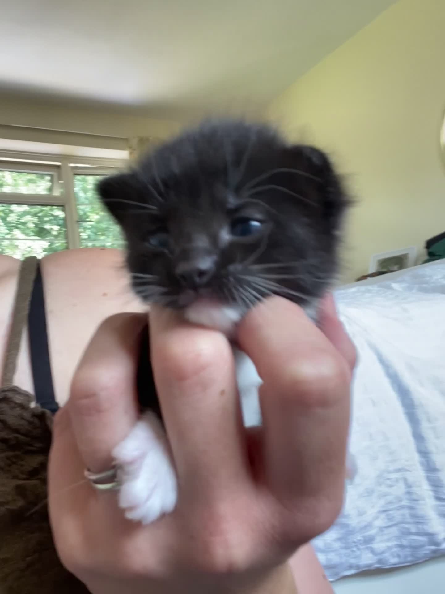 Ragdoll cats for sale: Ragdoll Cross Kittens  - Video 1