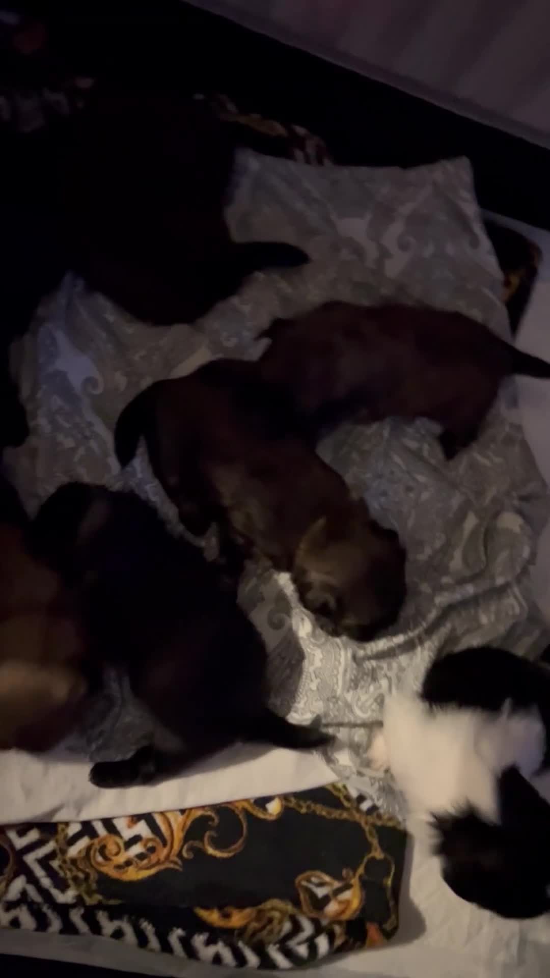 Shih Tzu dogs for sale: Beautiful shih tzu pups for sale  - Video 1