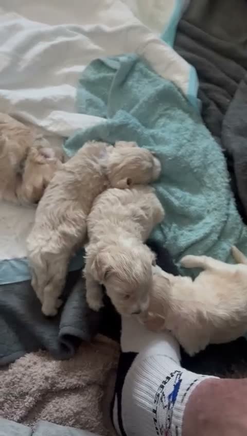 Maltipoo dogs for sale: Maltipoo puppies in Worcester - Video 1