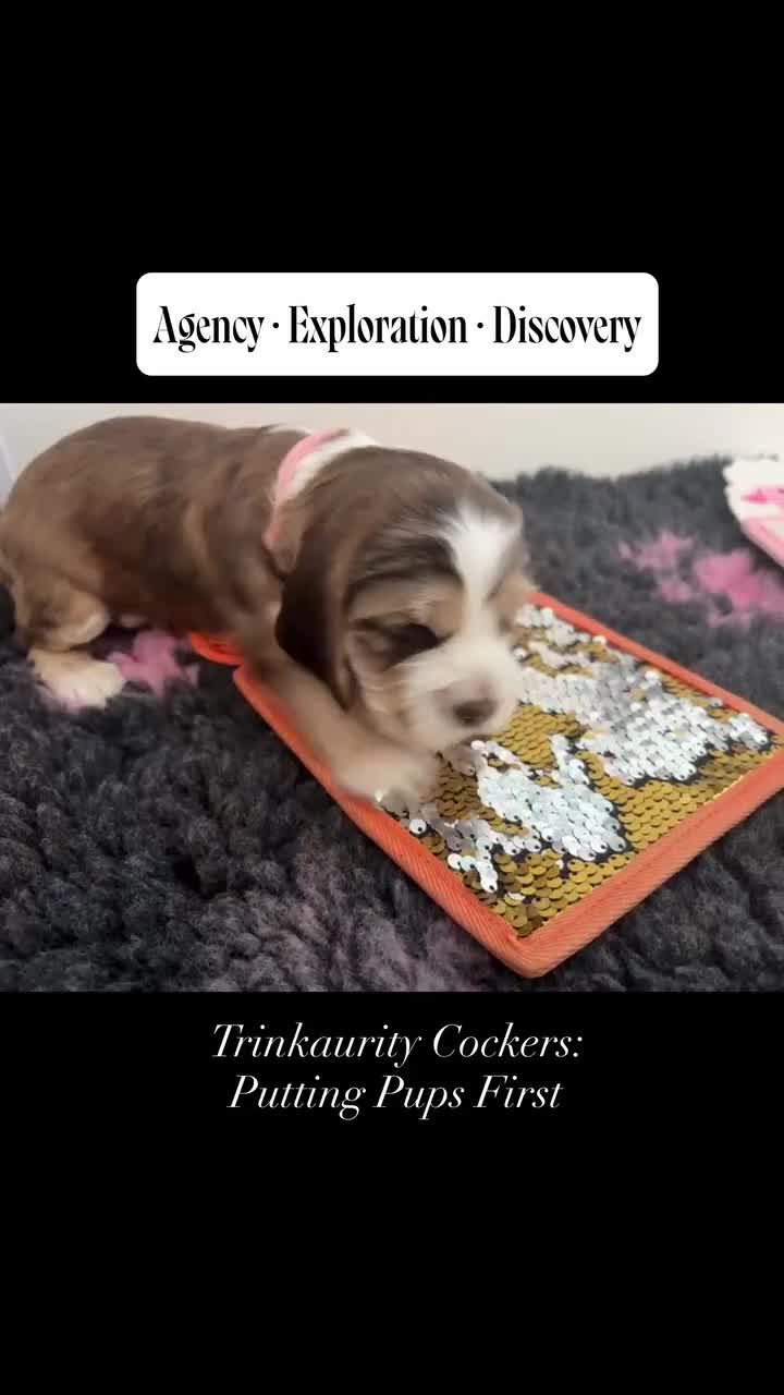 Cocker Spaniel dogs for sale: ✅RKC Reg✅DNA Tested✅Low COI✅Home Reared✅A* Reviews in Fareham - Video 1