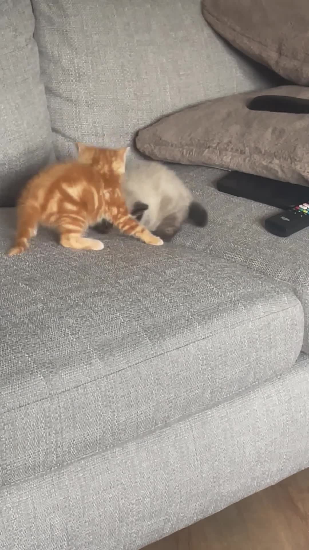 Mixed Breed cats for sale: Two kittens looking for their forever families  in Glasgow - Video 1
