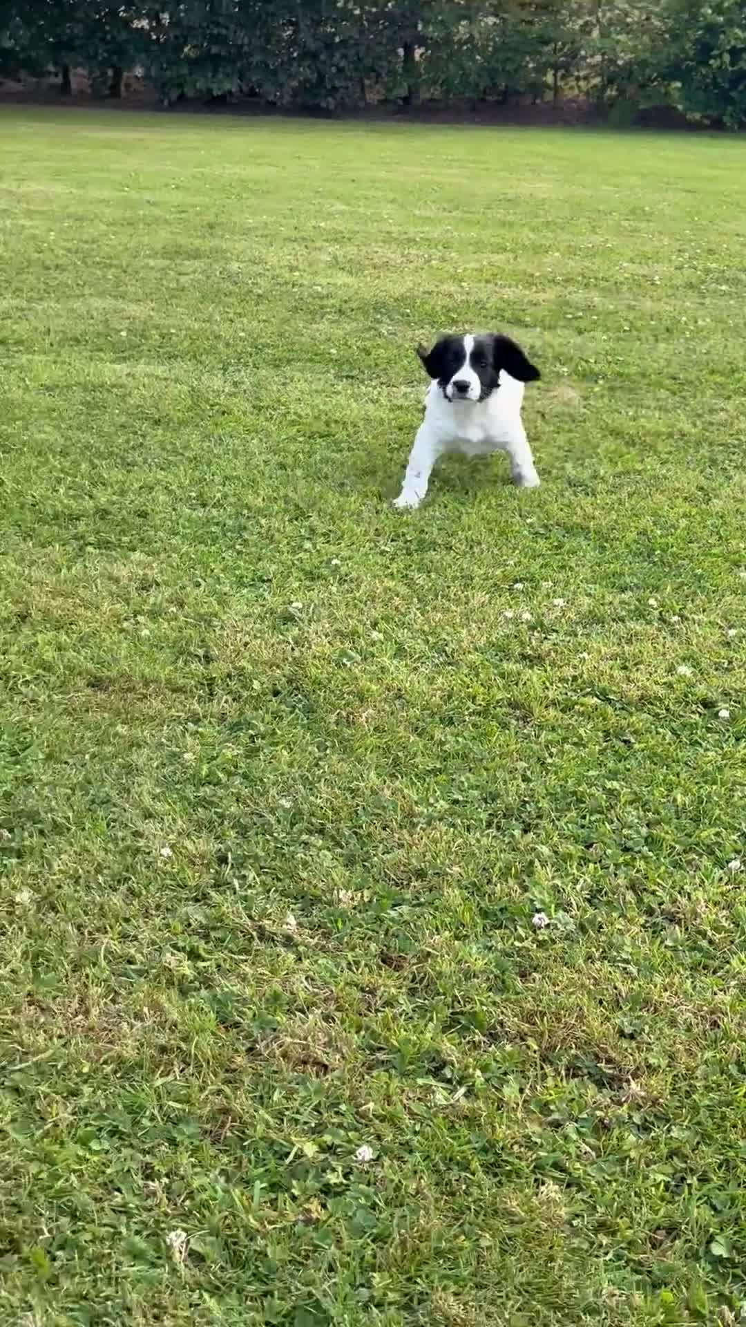 Mixed Breed dogs for sale: One Sprockador bitch pup available.  - Video 1