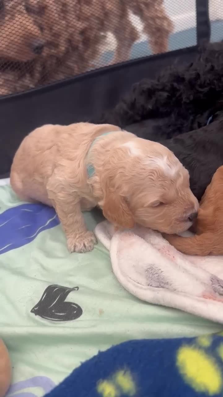 Cockapoo dogs for sale: Cockerpoo in Grantham - Video 1