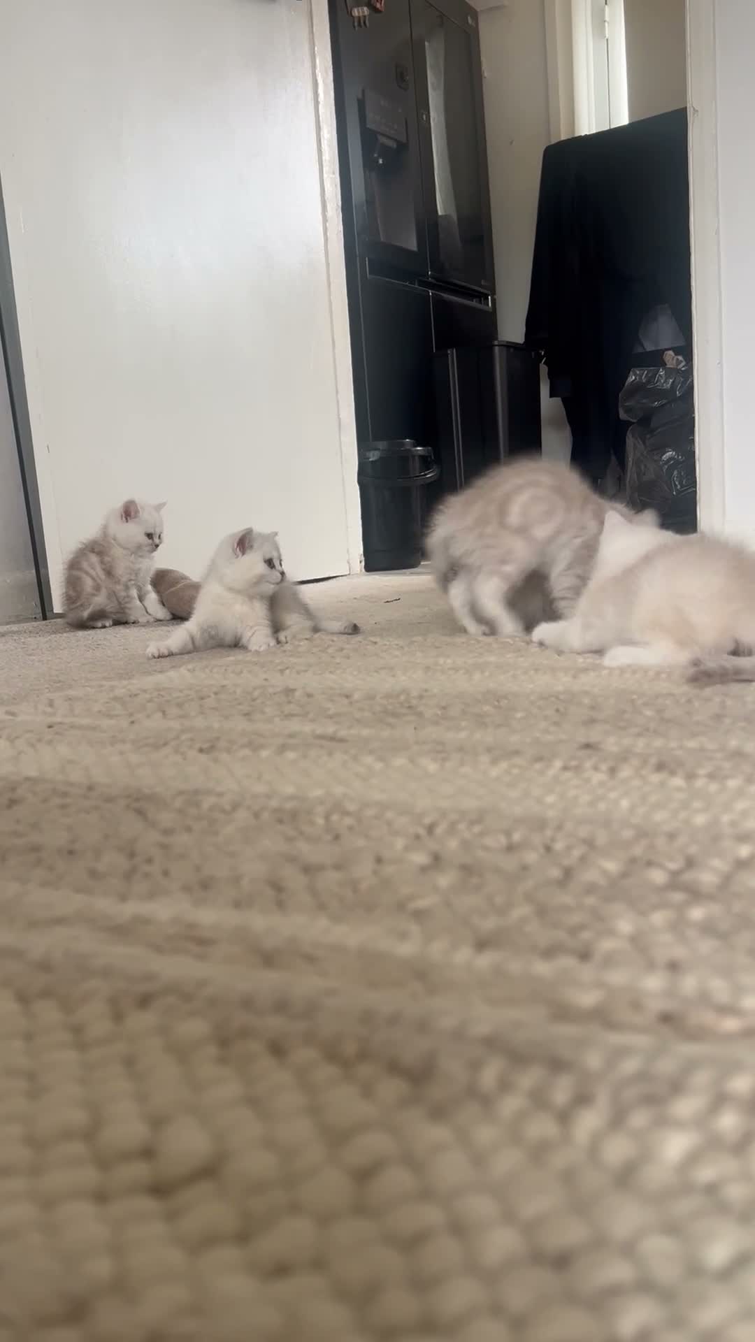 British Shorthair cats for sale: Chocolate tip and golden spotty kittens  - Video 1