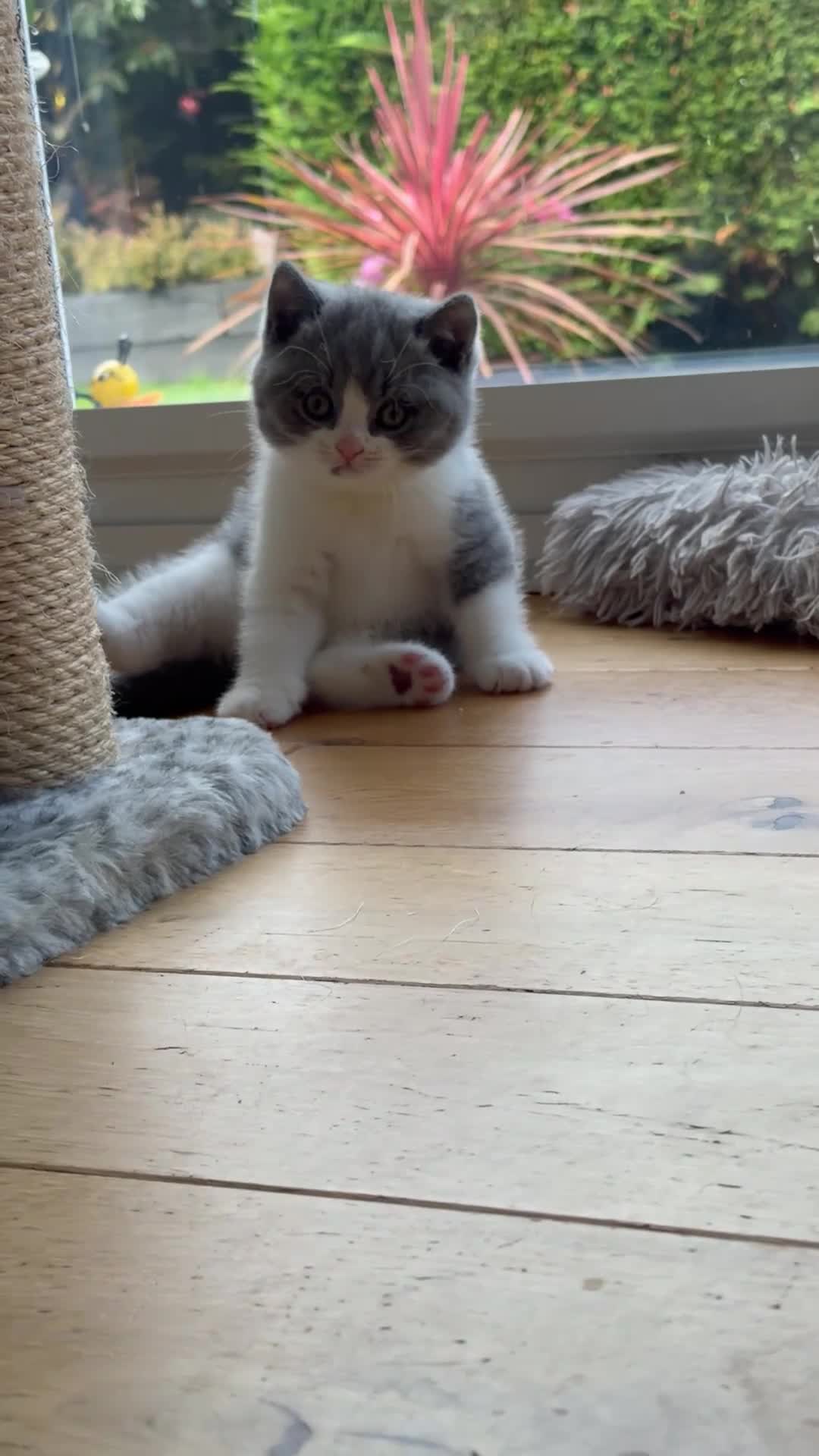 British Shorthair cats for sale: Bi Colour British Shorthair Kittens, Exc Pedigree  - Video 2