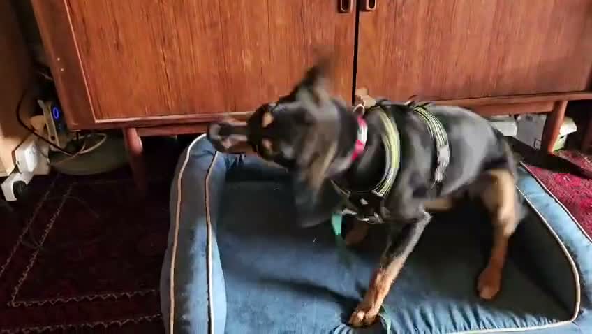 Mixed Breed dogs for adoption: ❤️🐶 PENNY – A WHOLE WORLD OF HAPPINESS! 🐶❤️ in Folkestone - Video 1