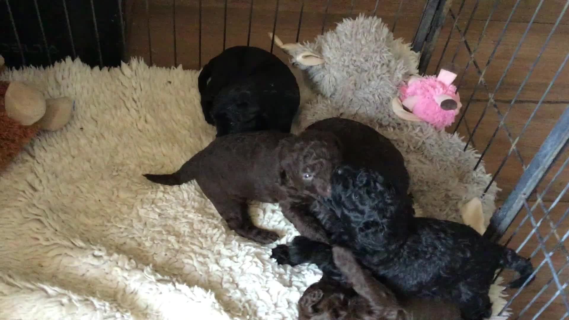 Labradoodle dogs for sale: F1b Beautiful miniature Labradoodle puppies - Video 1
