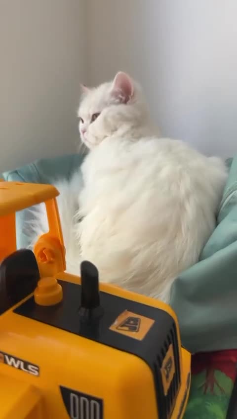 British Longhair cats for sale: British long hair cuddle friend beautiful soul - Video 4