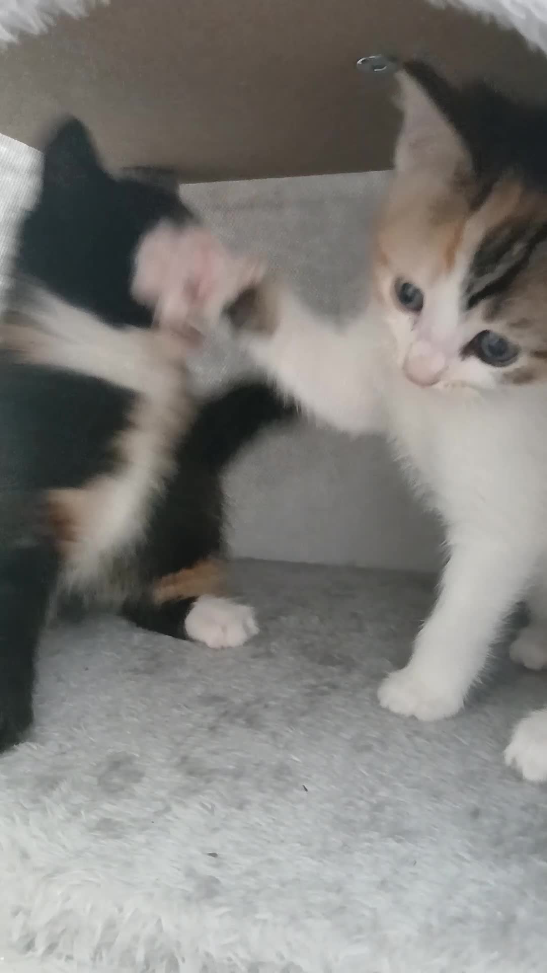 Mixed Breed cats for sale: 5 beautiful kittens for sale - Video 2