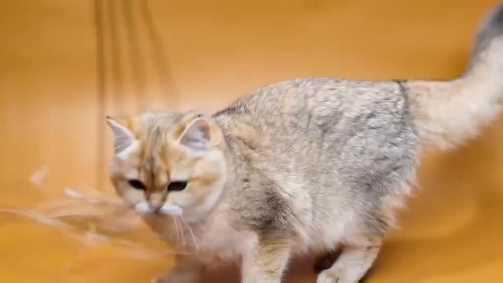 British Shorthair cats for sale: Stunning Active NY12 Golden Queen  - Video 1