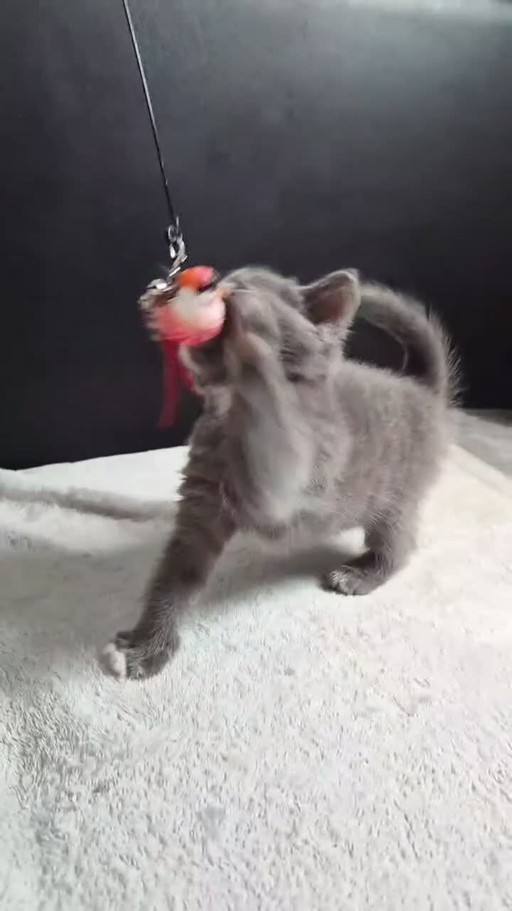 British Shorthair cats for sale: Stunning Blue Shorthair Kittens in Telford - Video 1