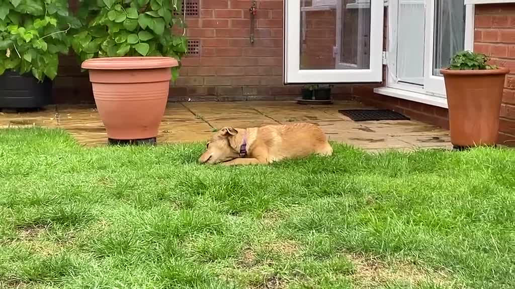Mixed Breed dogs for adoption: ORLA - FOR ADOPTION  in Aylesbury - Video 2