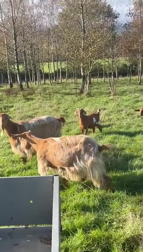 Goats livestock for sale: Family of Golden Guernsey goats - Video 1