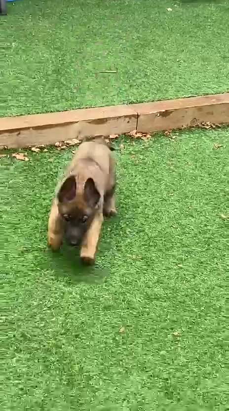 German Shepherd dogs for sale: GSD X MALI PUPS - Video 1