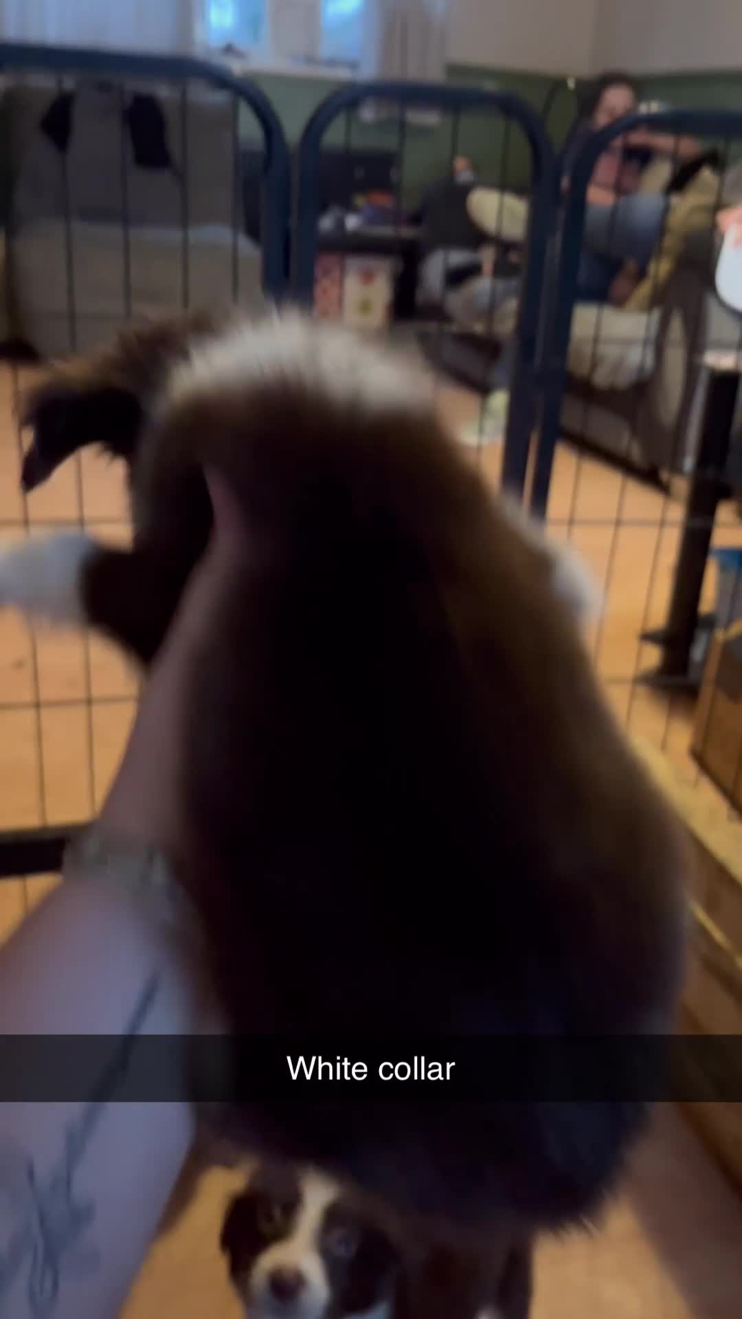 Border Collie dogs for sale: Two male border collie pups - Video 1