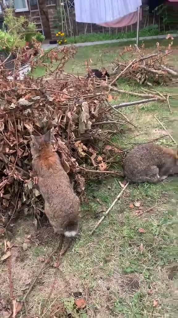 Netherland Dwarf rabbits for sale: Gorgeous Netherland Dwarf Rabbits - Video 3