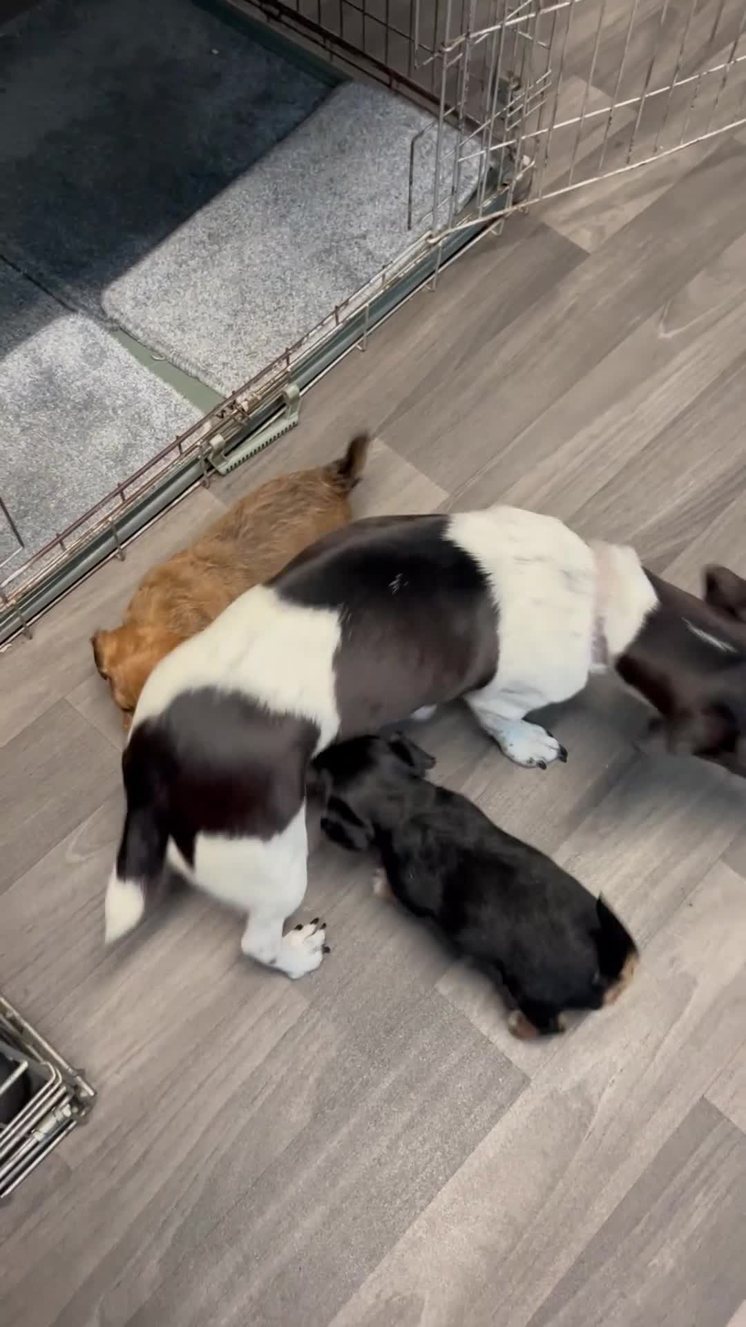 Jackapoo dogs for sale: Adorable Jackapoo puppies for sale !!!! - Video 1
