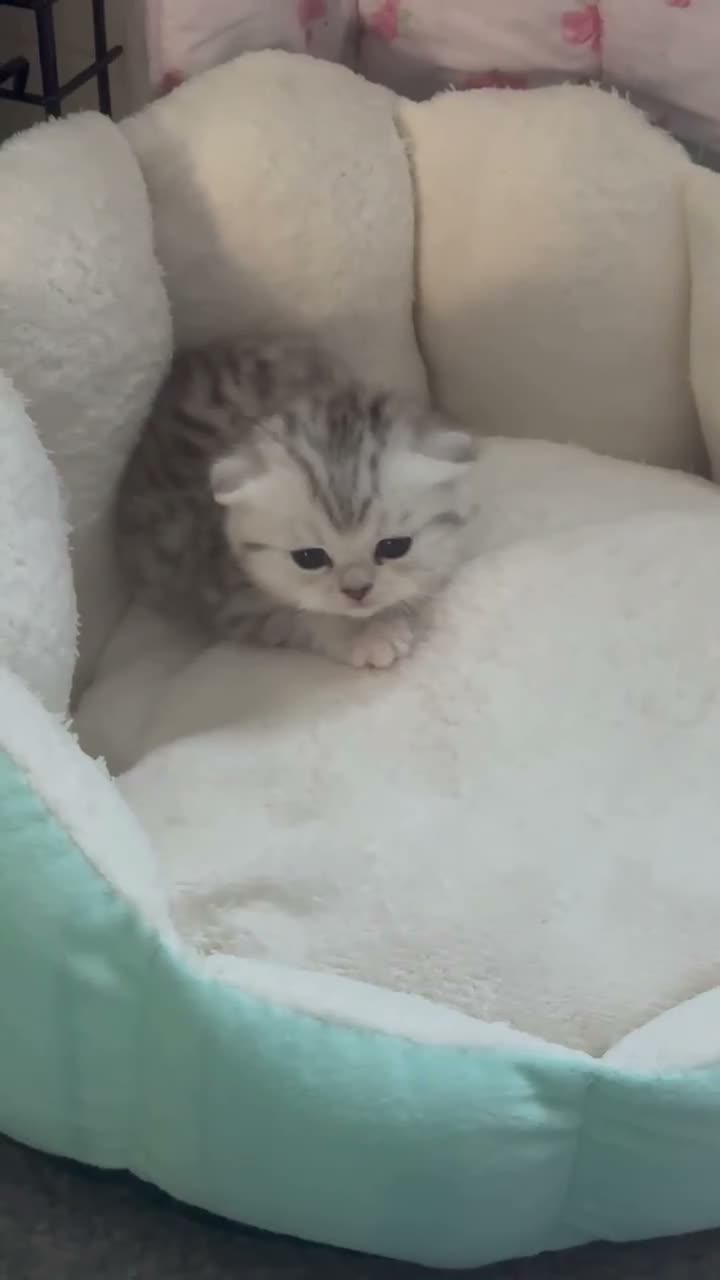 Scottish Fold cats for sale: Scottish fold silver/white male  - Video 2