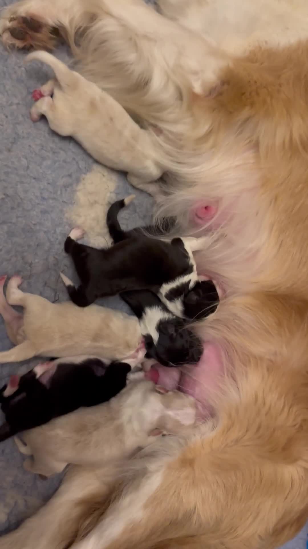 Border Collie dogs for sale: Champion line pups from health tested parents   - Video 1