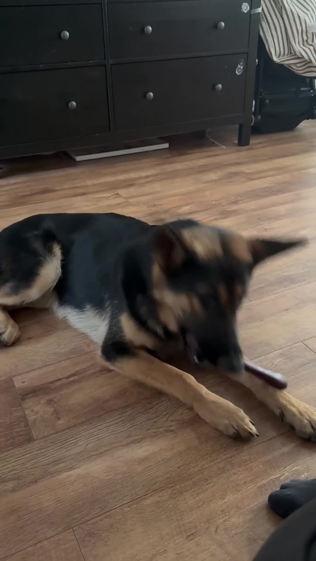 German Shepherd dogs for sale: Luna  in Newcastle upon Tyne - Video 2