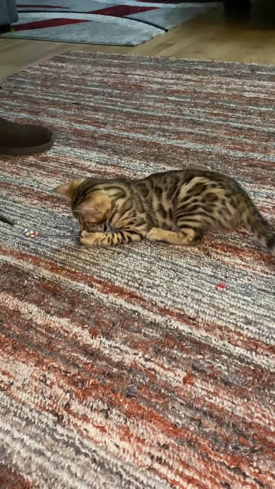 Bengal cats for sale: Bengal kittens - Video 3