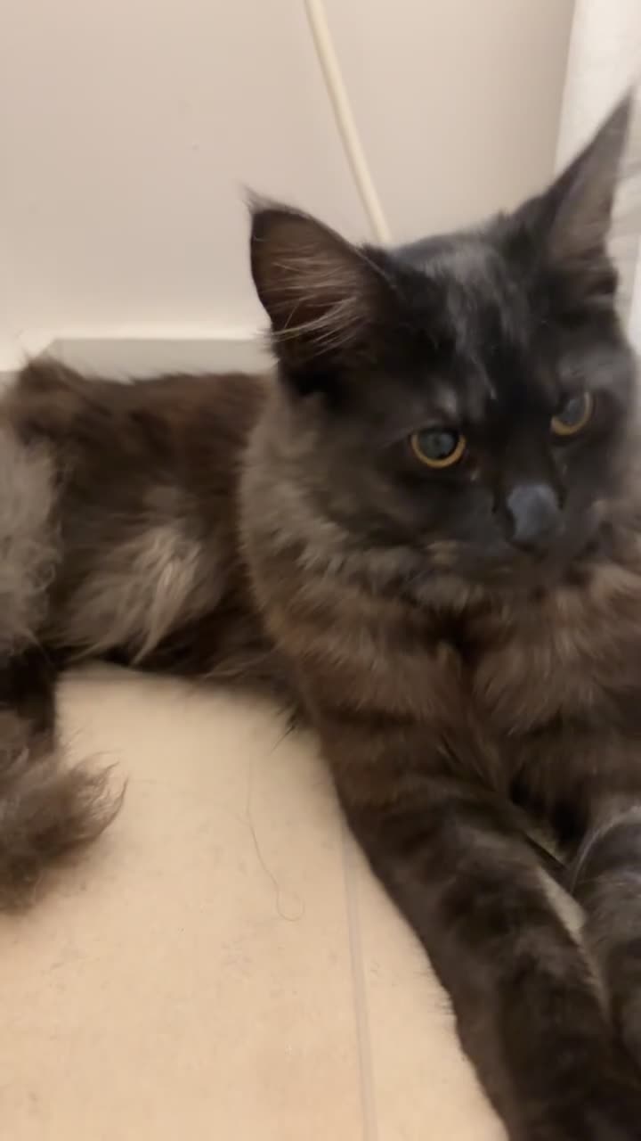 Maine Coon cats for sale: 🐾 Beautiful Black Maine Coon–Type Female🖤 - Video 1