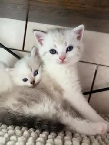 British Shorthair cats for sale: Beautiful British Shorthair Lynx Point Mix Kitten  in Ashton-under-Lyne - Video 2