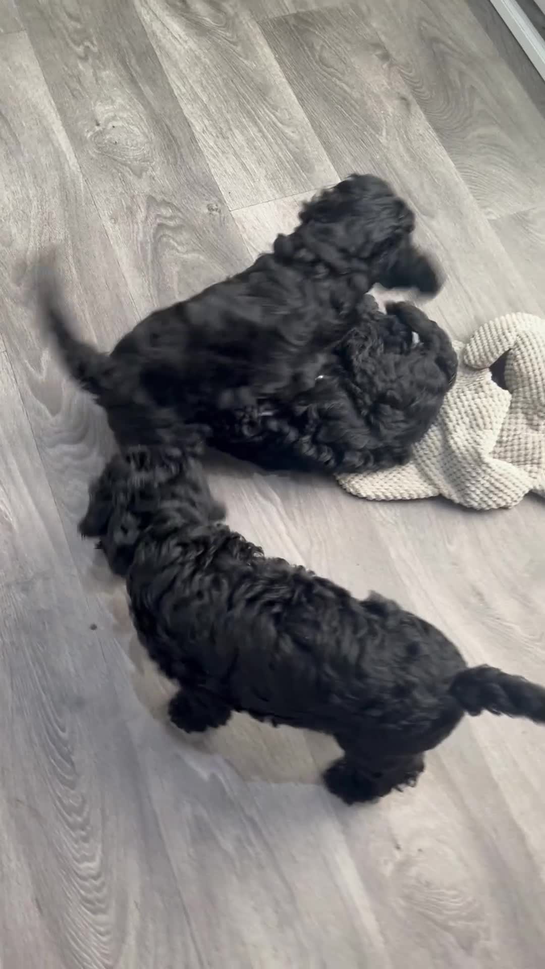 Cavapoo dogs for sale: READY NOW Beautiful f1b black Cavapoos DNA Clear  - Video 1