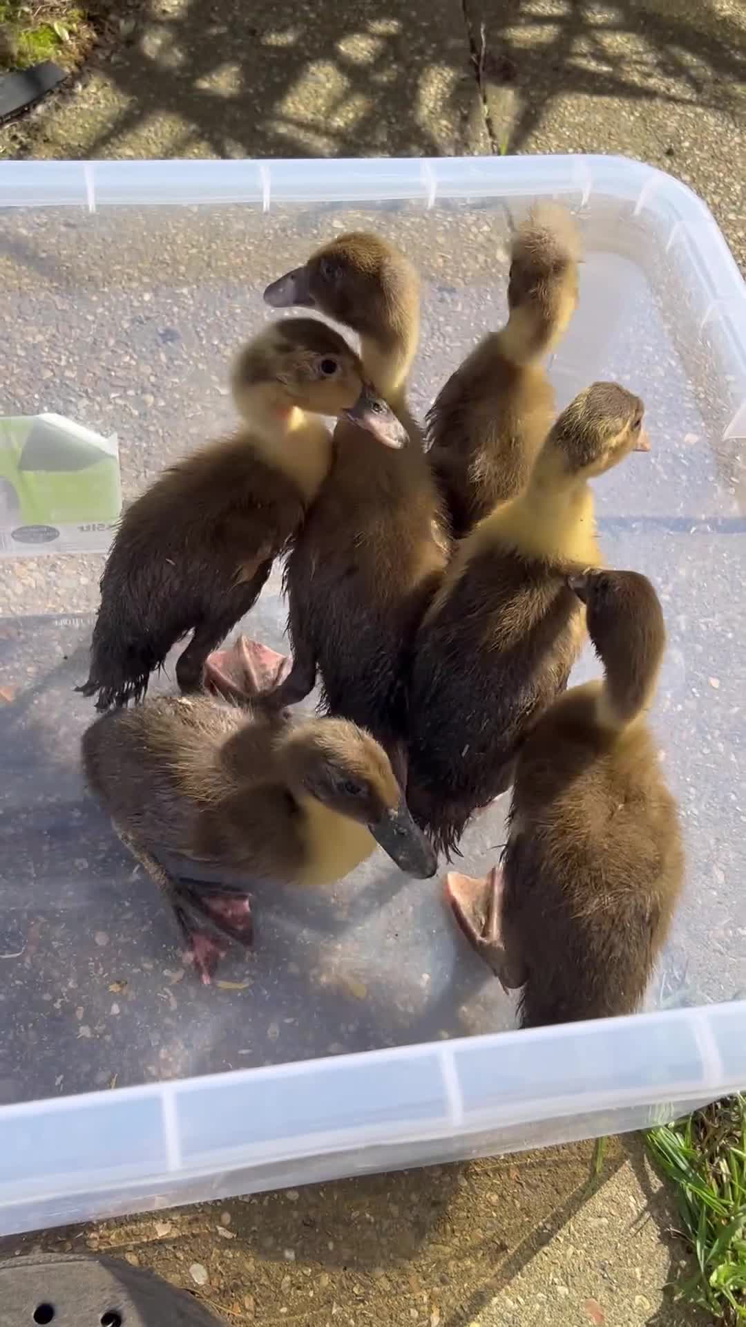 Mixed Breed poultry for sale: Khakai Campbell and Bali runner ducks  - Video 3