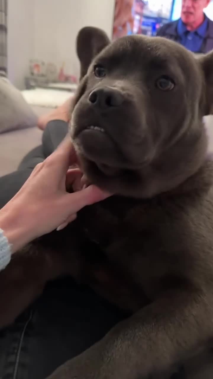 Mixed Breed dogs for sale: 1 year old female  - Video 1
