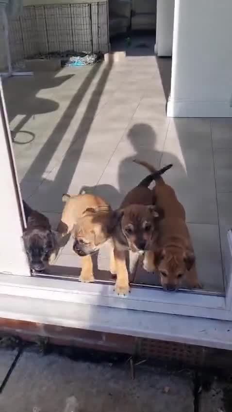 Mixed Breed dogs for sale: 2 Beautiful girl puppies  - Video 1