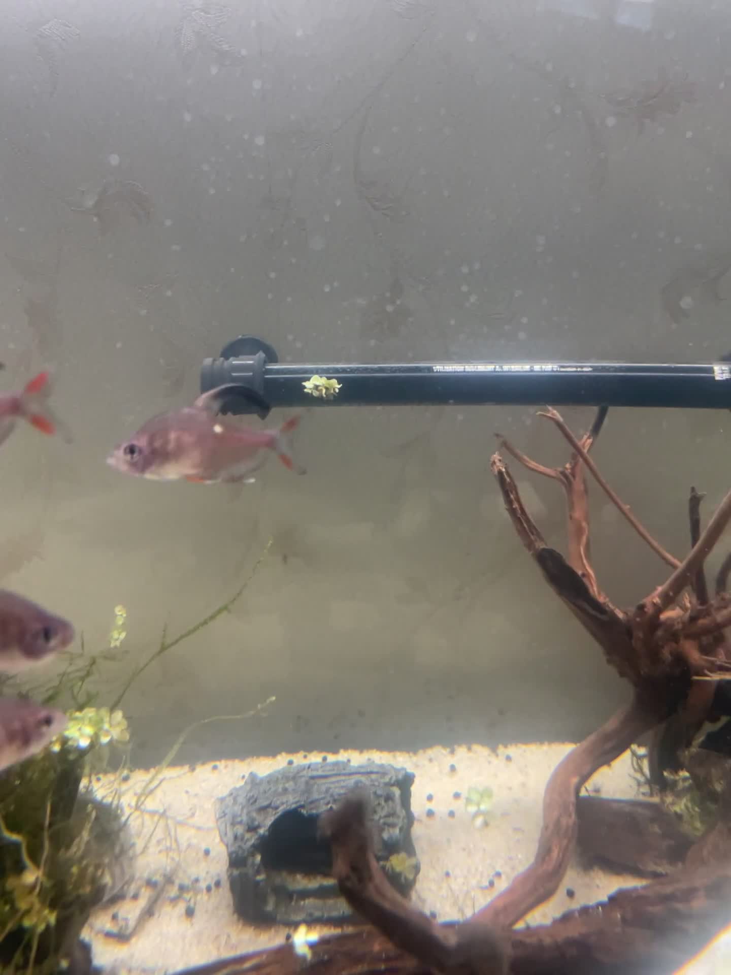 Tetras fish for sale: Healthy Community Fish in Hounslow - Video 1