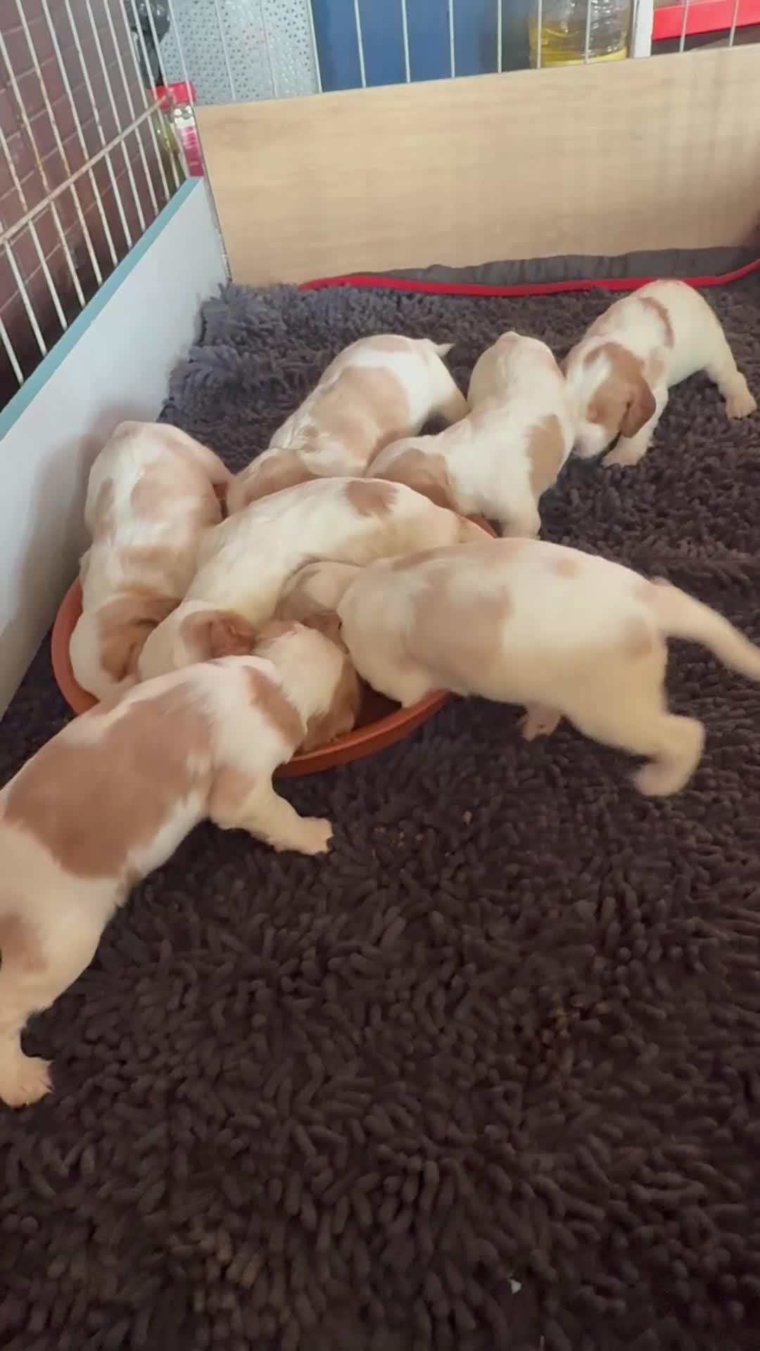 Cocker Spaniel dogs for sale: Working cocker spaniels  - Video 3