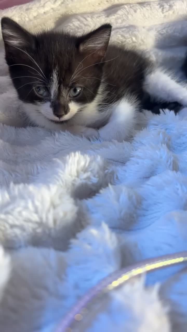 Domestic Shorthair cats for sale: 🐾 Gorgeous Black & White Kittens  - Video 2