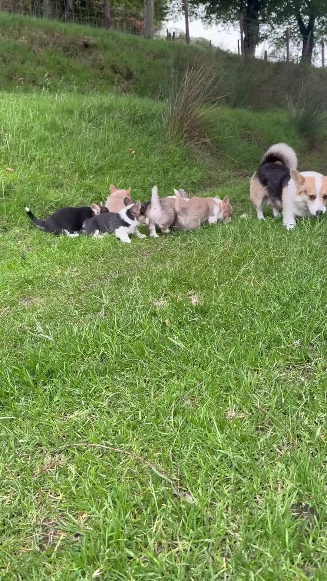 Welsh Corgi Pembroke dogs for sale: Beautiful Natural Bob Tail Pembrokeshire Pups - Video 1