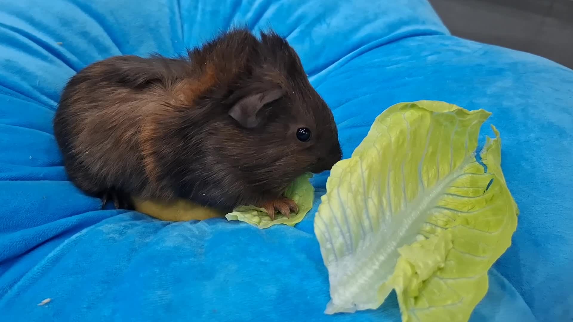 Guinea Pig rodents for sale: Marvelous males - Video 2