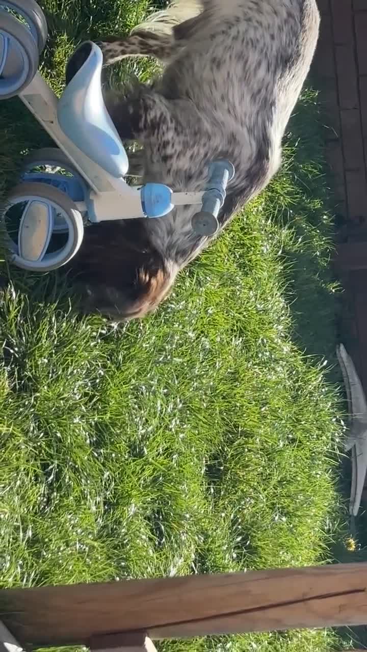 Sprocker dogs for stud: ROAN SPROCKER FOR STUD - Video 1