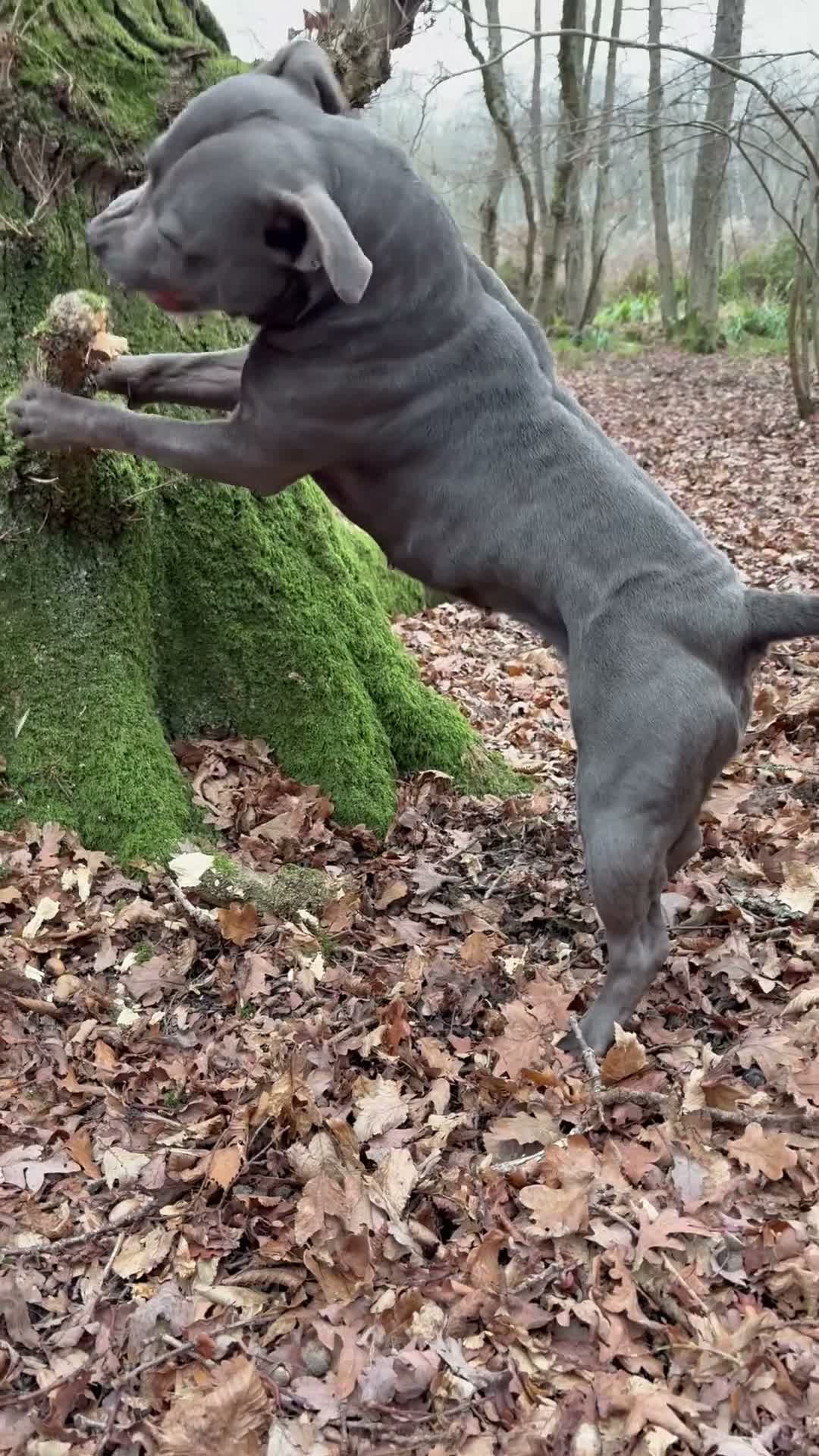 Staffordshire Bull Terrier dogs for sale: True to type kc registered Staffies  in Crawley - Video 5