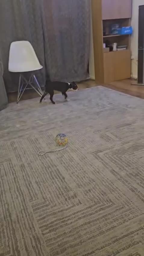 Boston Terrier dogs for sale: Boston Terrier Puppy Ready for His Forever Home - Video 1