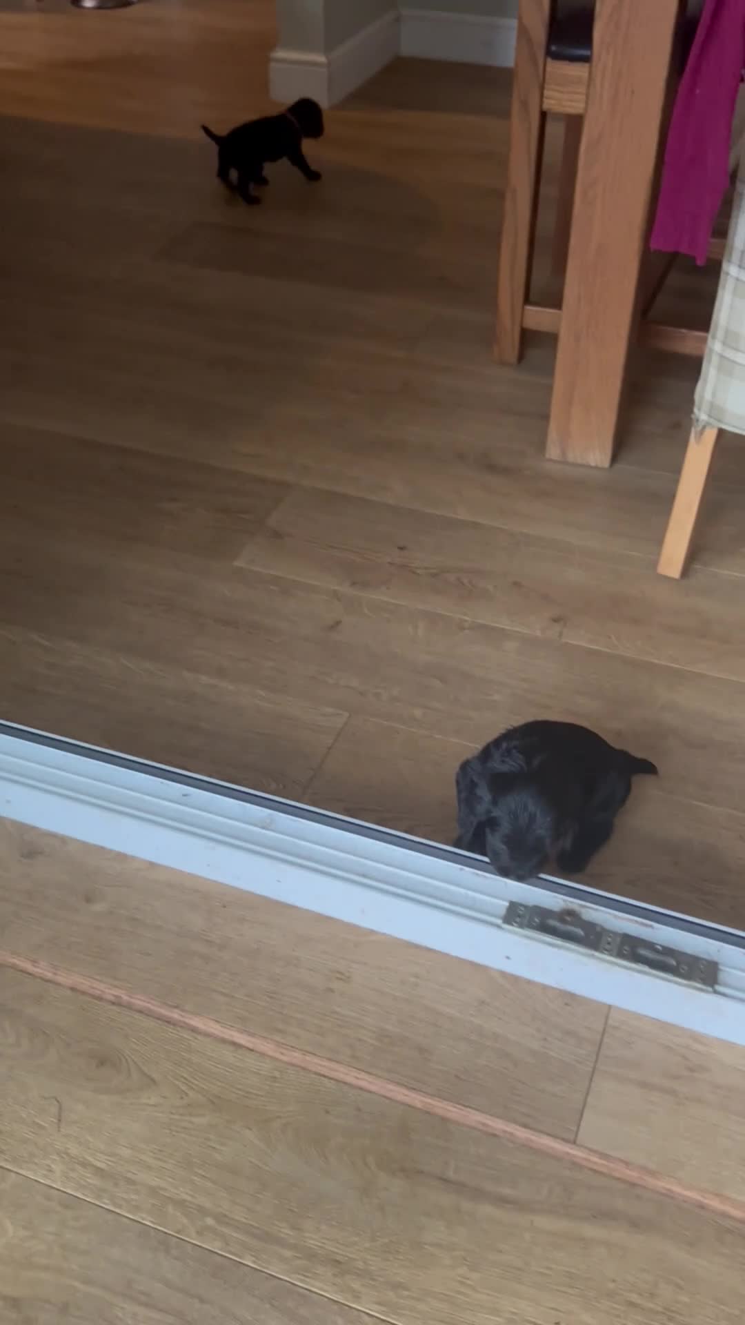 Cocker Spaniel dogs for sale: Beautiful litter of 9 working cocker spaniel pups  - Video 1