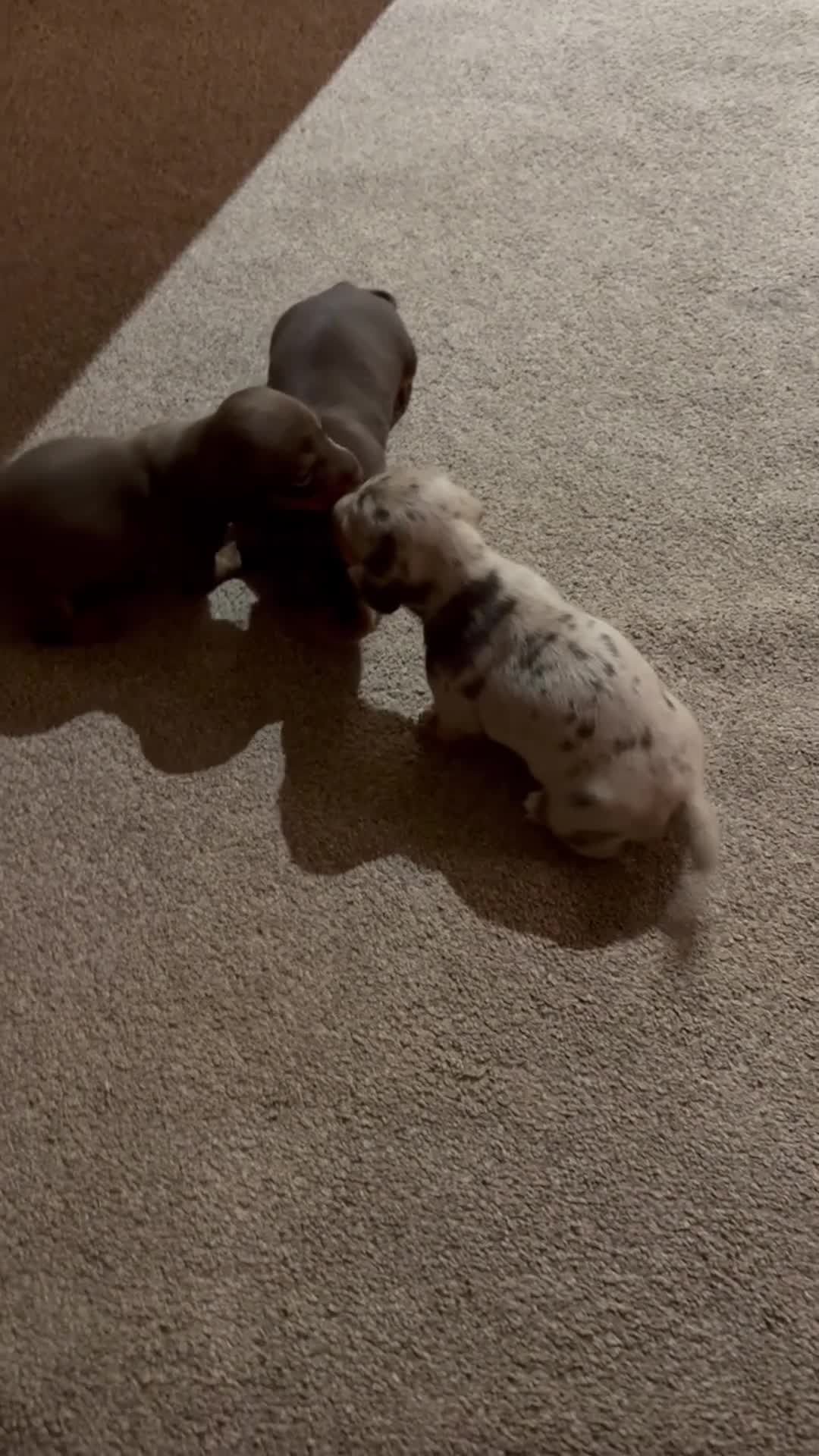 Dachshund dogs for sale: miniature dachshund  - Video 1