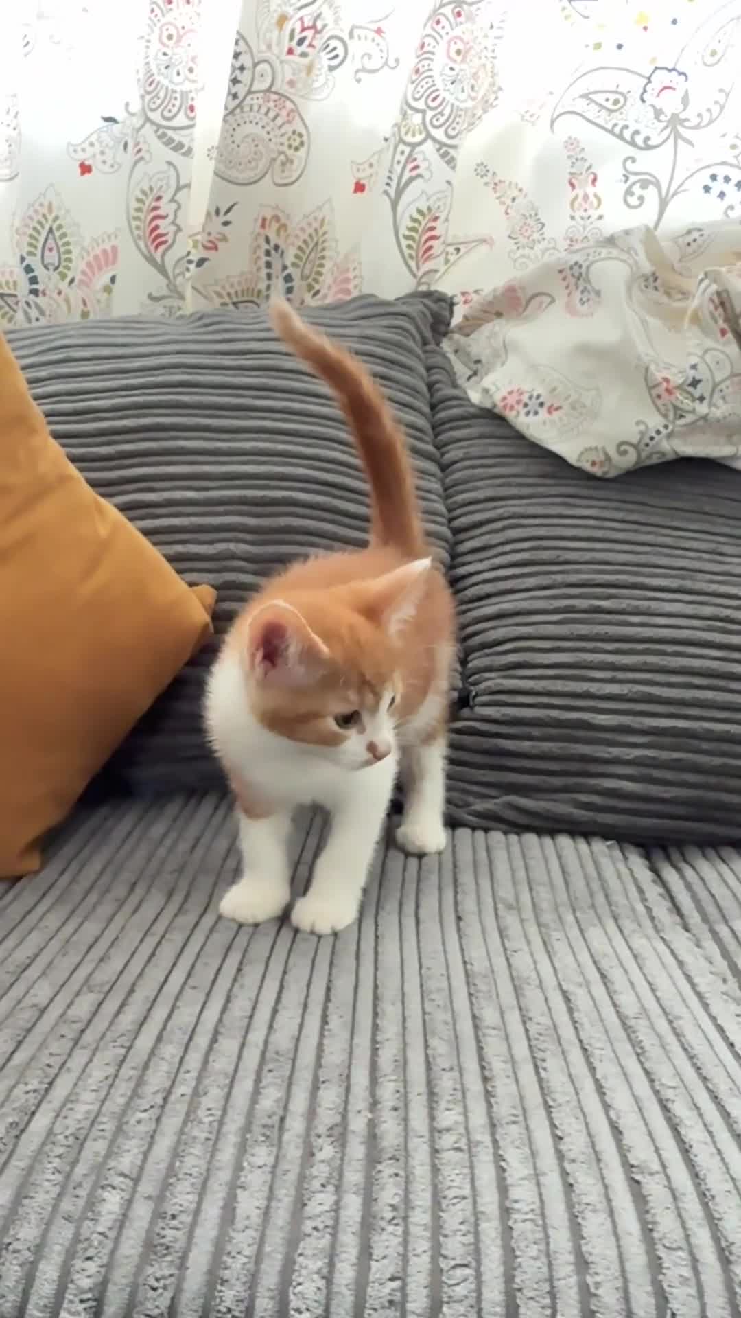 American Shorthair cats for sale: Lovely Tabbies and Calico Kittens for sale  in Milton Keynes - Video 1