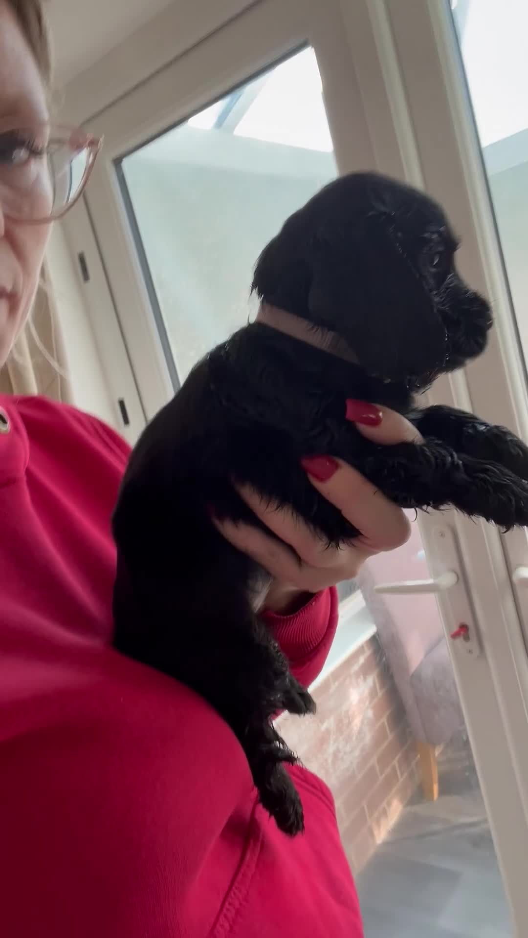 Cocker Spaniel dogs for sale:  4 Beautiful Cocker Spaniel Girls 🐶 - Video 3