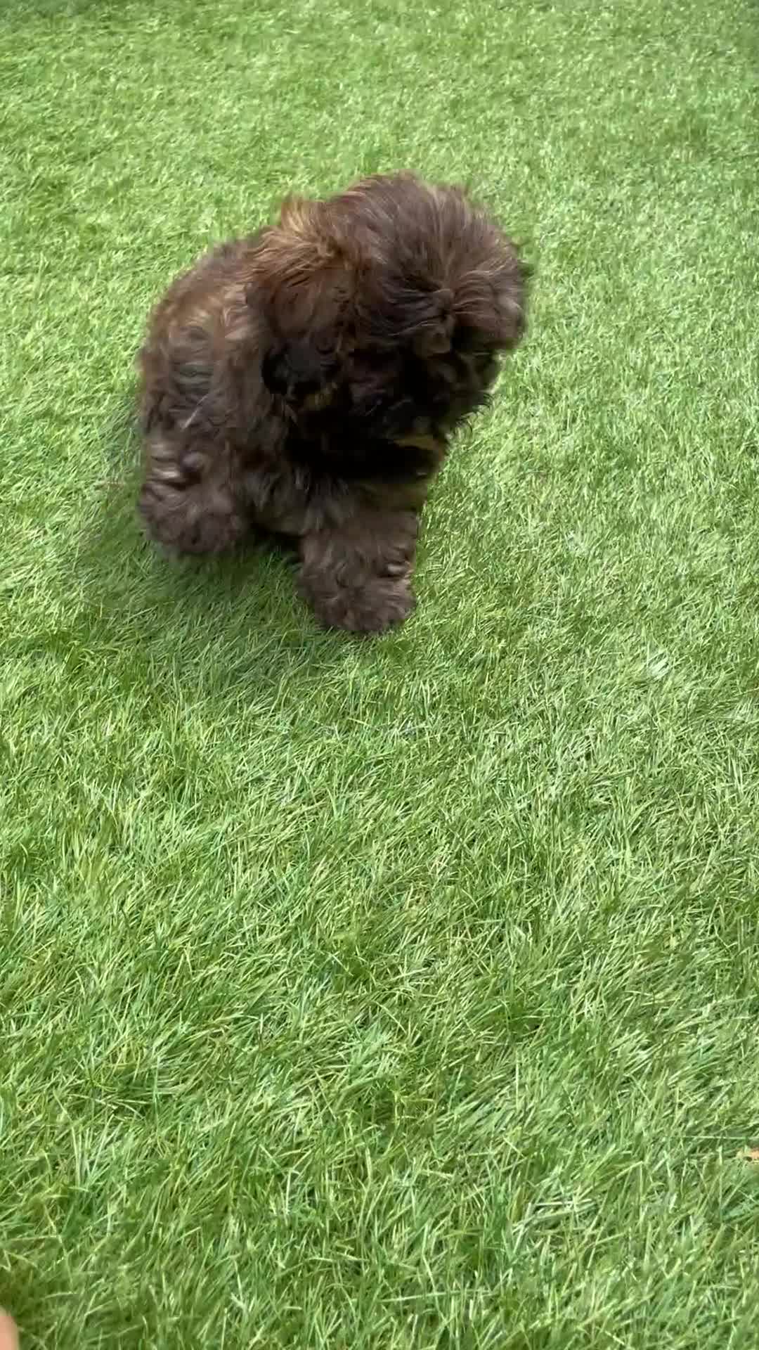 Shih Tzu dogs for sale: Shih Tzu boy - Video 1
