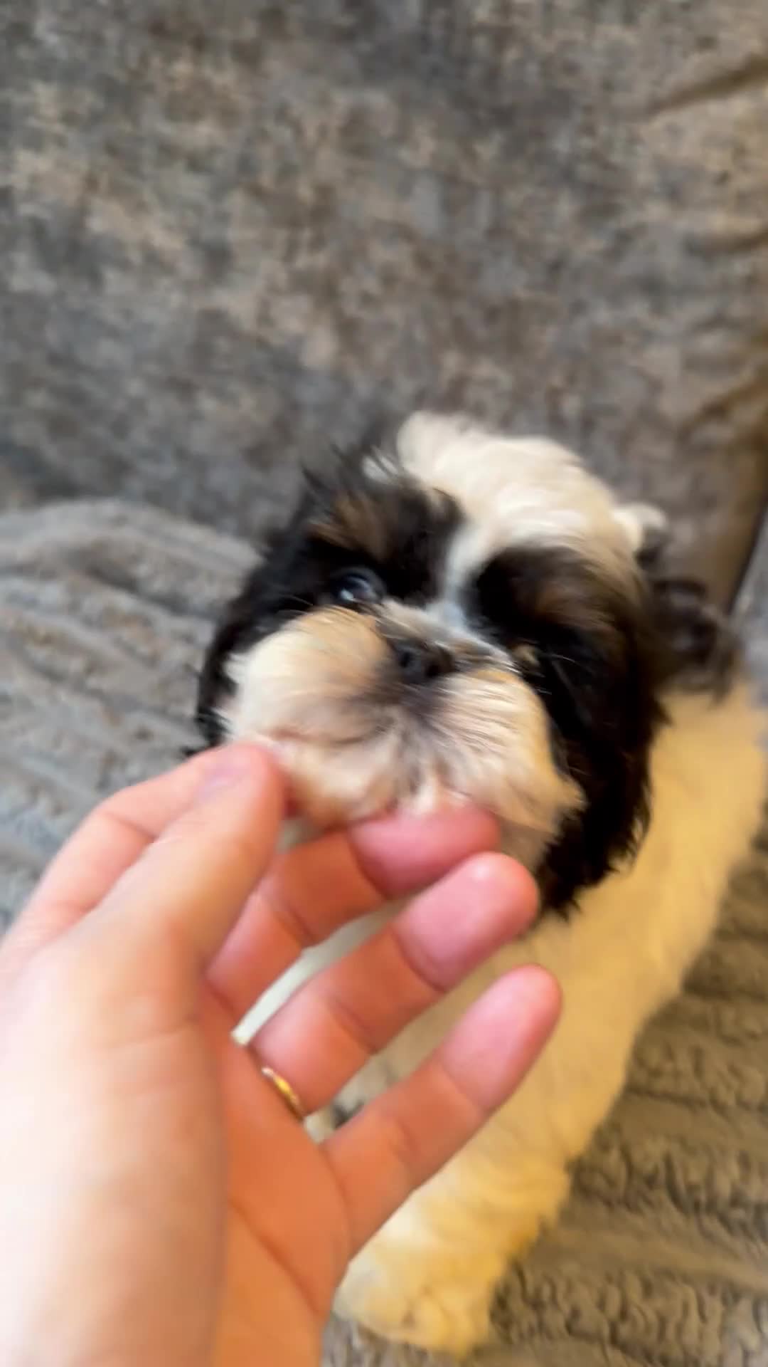 Shih Tzu dogs for sale: Incredible imperial shih tzu puppies - Video 1
